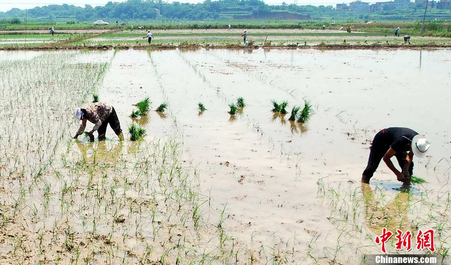江西九江旱涝急转灾区：入春以来首次插秧苗