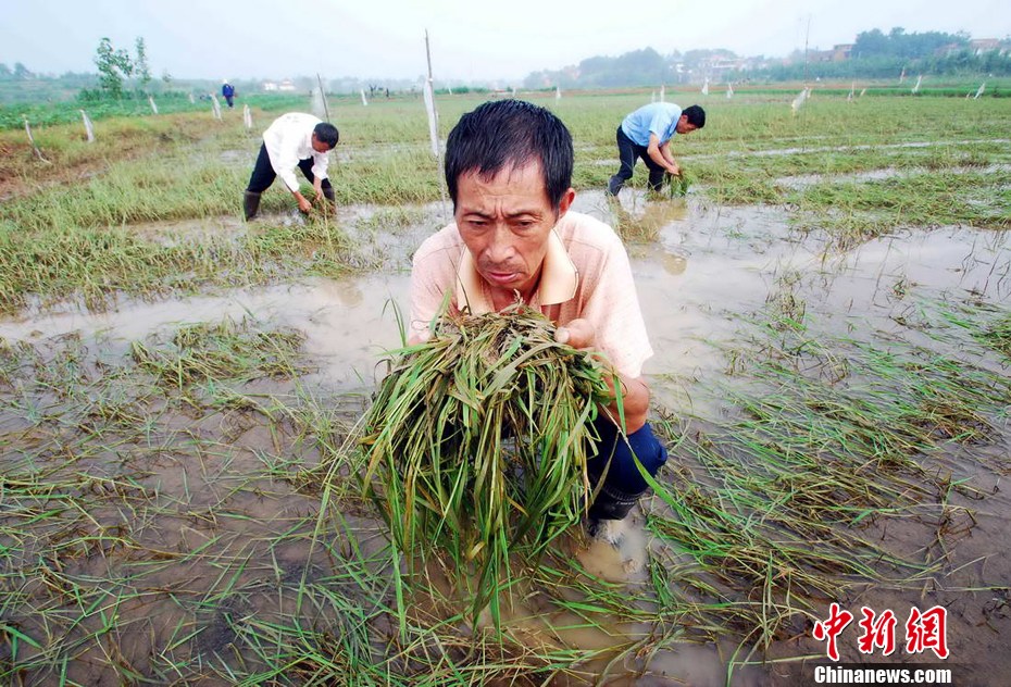 江西九江旱涝急转灾区：入春以来首次插秧苗