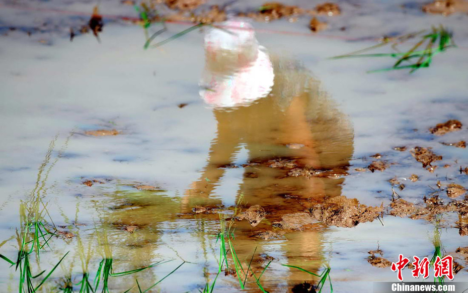 江西九江旱涝急转灾区：入春以来首次插秧苗