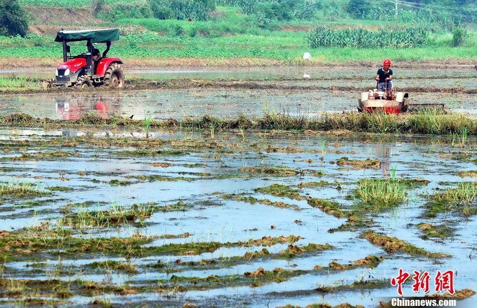 江西九江旱涝急转灾区：入春以来首次插秧苗