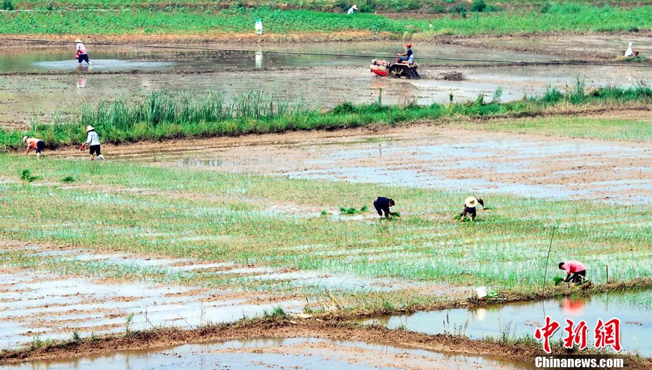 江西九江旱涝急转灾区：入春以来首次插秧苗
