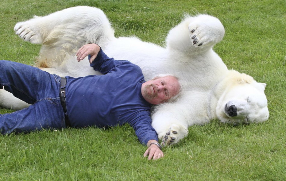 加国男子收养北极熊当宠物