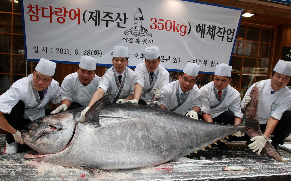 350公斤重巨型金枪鱼现身韩国首尔