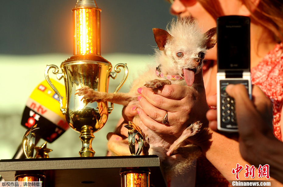 新一届“世界上最丑的狗”出炉